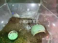 -上海大自然野生昆虫馆(东方明珠·爬宠昆虫探索中心)