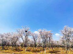 -天王浮山樱花园