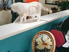 -猫小院猫主题餐厅(南锣旗舰店)
