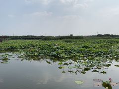 -荷塘月色湿地公园·向阳花洲