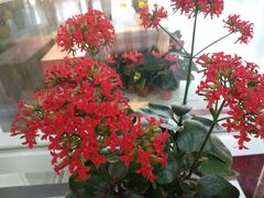 -南山植物园