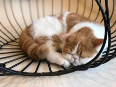 -飞行喵MR PILOT|猫舍·猫咖(静安大融城店)