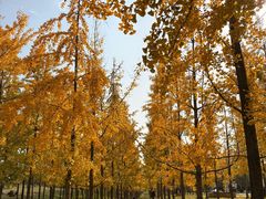 -汉长安城未央宫国家考古遗址公园