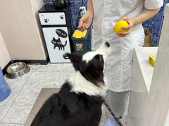 -瑞派名望24h动物医院异宠专科·猫专科·骨科·重症监护分院