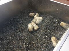 -叶氏麻糍(鼓浪屿店)