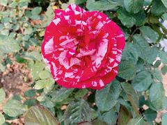 -人民公园(罗湖区)