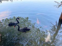 -茵特拉根酒店·西餐厅