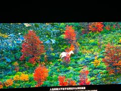 -罗红摄影艺术馆