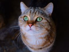 -喵屿·大理花园猫咖