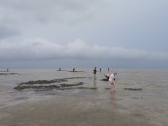 -红树林天天赶海