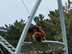 -西霞口神雕山野生动物世界