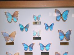 -上海昆虫博物馆