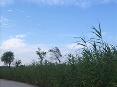 -鹦鹉洲湿地公园