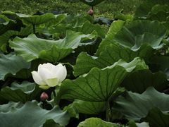 -嘉北郊野公园