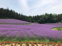 -大塘金香草谷