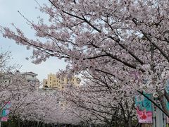 -高东镇樱花园