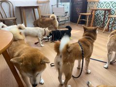 -是阿柴呀！柴犬咖啡·爱喵喵猫咖