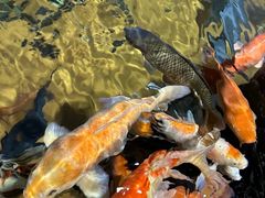 -上海海洋水族馆