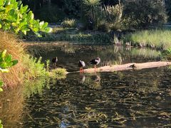 -墨尔本皇家植物园