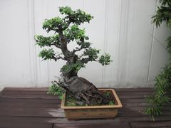 -金庸书院