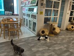 -楼上猫咖(罗湖店)