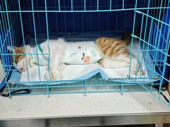 -小伙伴宠物医院•急重症转诊中心·老年专科·犬猫全科(北大街总院)