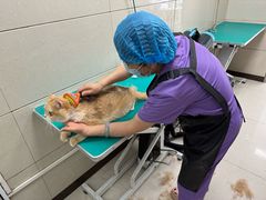 -北京观赏动物医院·24小时大型综合·猫专科·异宠专科