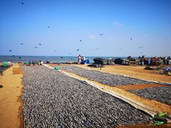 -尼甘布海鲜市场