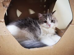 -猫和宫(六道口店)