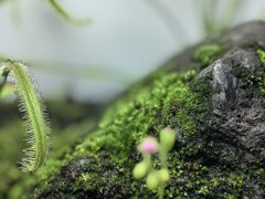-ADA自然水景世界