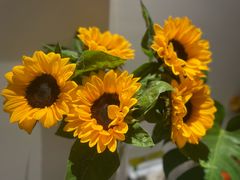 -亭亭鲜花店(中山北路店)