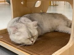 -飞行喵MR PILOT|猫舍·猫咖(静安大融城店)