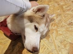 -Husky Go! 哈士奇体验馆·宠物咖啡厅狗咖