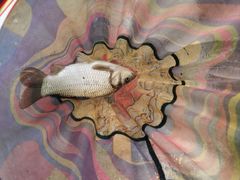 -酷鱼垂钓CLUB(朝阳区博大路店 )