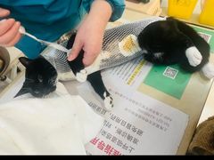 -玖佳宠物医院·泌尿·骨科·中老年病