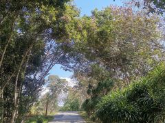-中国科学院西双版纳热带植物园