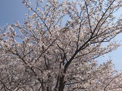 -高东镇樱花园