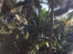 -东郊椰林
