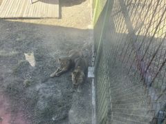 -新疆天山野生动物园