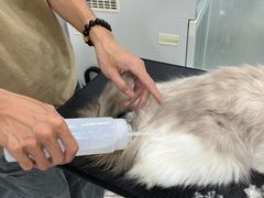 -爱洗澡的猫(天河路店)