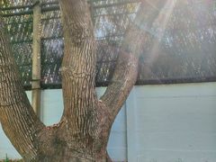 -上海宋庆龄故居纪念馆