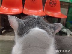 -猫咪博物馆(顶澳仔猫街店)