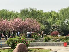 -洛阳市隋唐城遗址植物园
