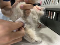 -佳雯宠物医院·皮肤科·内外科(春晓路分院)