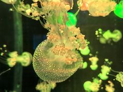 -多彩贵州城极地海洋世界