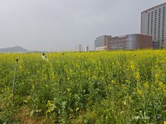 -光明小镇欢乐田园