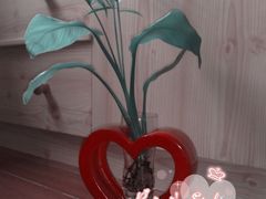 -双季花艺园艺市场(浦东店)