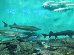 -太平洋海底世界