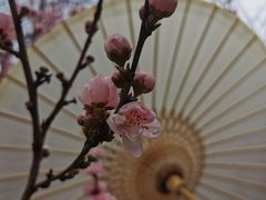 -武汉大学-樱园
