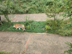 -青藏高原野生动物园